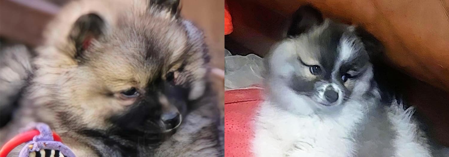Import Pets To & From Australia, K9 Pet Therapy and Transport